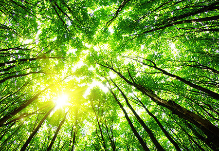 Sol a través de árboles
